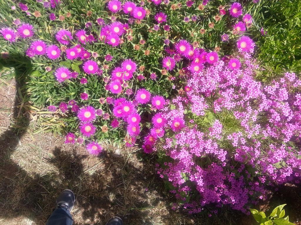 Apartmani Villa Lilliana Tribunj  Luaran gambar
